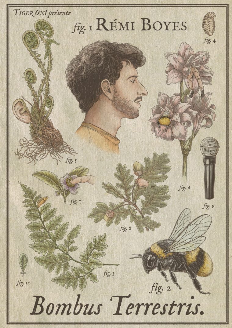 Affiche : Rémi BOYES - Bombus Terrestris